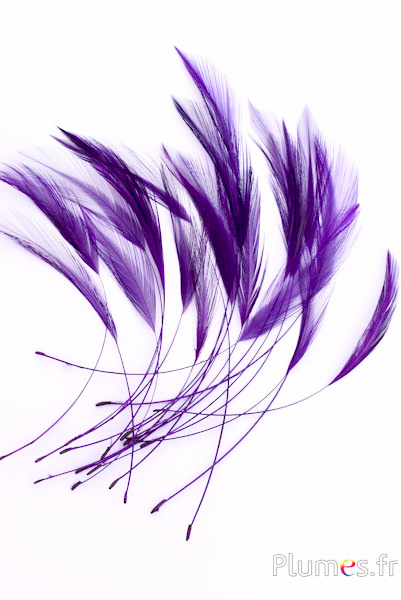 Coq filant - 10-15 cm - aubergine